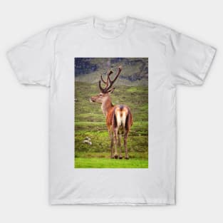 Scottish Deer T-Shirt